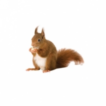 Squirrels vs. Chipmunks